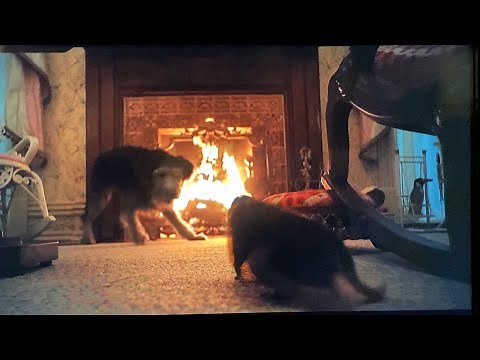 Tramp fights the rat