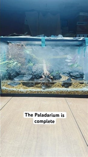 ITS COMPLETE!!! #Paludarium #PaludariumBuild #PaludariumLife #PaludariumProject #growth #plantlover
