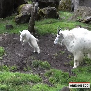 This is so cute. | The National Desk - TND