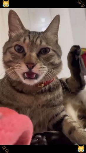 Smoll Cuties on Instagram: "SUPER HARD You laugh you restart Challenge! 😺 Did You make it through ? 🤔 #funnycats #funnyanimals #funnypets #catsofworld #catlovers #animalsofinstagram #cats_of_day #cattok #catvibes #catreels #catagram"