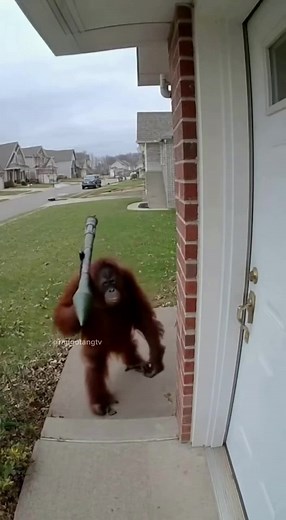 Exploring Orangutans: Memes, Videos, and Fun Facts
