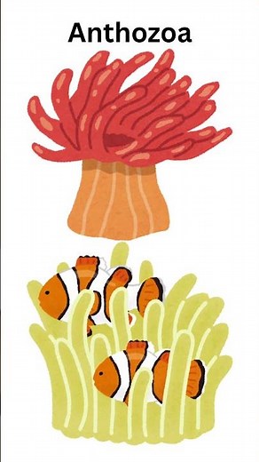 Phylum Cnidaria | Cnidarians | Anthozoa | Scyphozoa | Cubozoa | Hydrozoa | #biology #cbse12thbiology