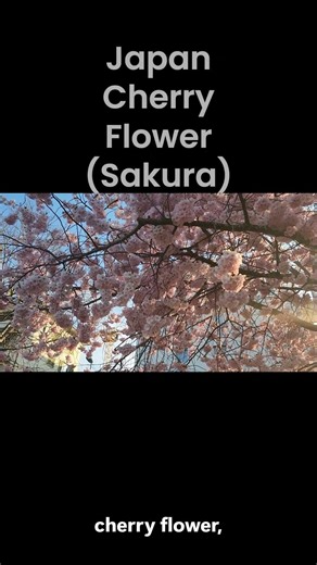 Spring Awakens — A Four‑Flower Journey