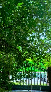 Good Morning | James Mathew