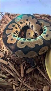 My ball python collection #ball python #Collection ￼￼￼￼￼