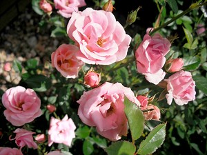 Area Notices | Clinton Flower Shop