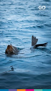 Sea lions are the playful stars of the Galapagos! 🎉 Known for their curiosity, these fun-loving creatures enjoy interacting with snorkelers and beach goers, making every encounter unforgettable. 🥽💦 | Go Galapagos Experience