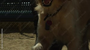 Dog Runs Towards Camera, Slow Motion