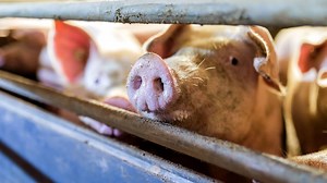 Bauern diskutieren über die die Initiative gegen Massentierhaltung