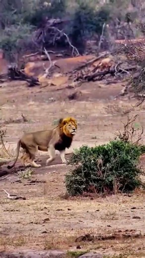 lion hunting baby hippo