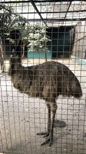 Emu Dancing #birds #adorablechicks #chickcare #chicken