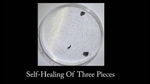 These Swimming Robots Can Magnetically Heal Themselves On the Fly