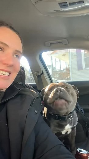 He will have the last word, or scream? 🤣 #pitbull #pitbulls #doglover #pitbullhub #pittie | Pitbull Hub