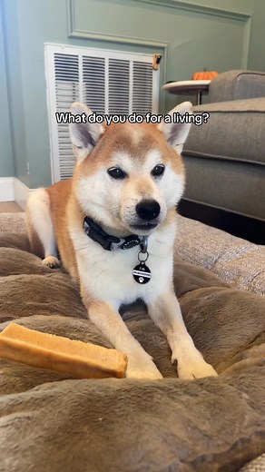 1.3K views · 16 reactions | He’s spoiled, but is that a crime??? 藍 #spoileddog | Ecokind Pet Treats | Facebook