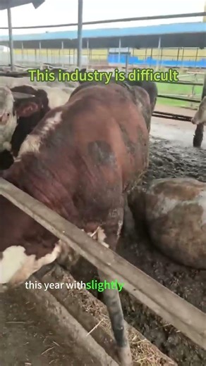 It's not easy to raise cattle. #cow #cattledisease #veterinarypharmacist