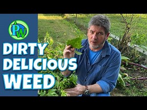 How to Safely Prepare POKEWEED SALAD!