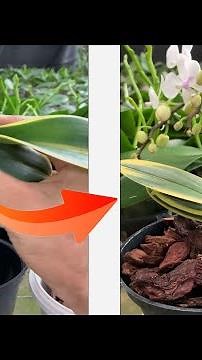 Simple orchid growing tips that you may not know