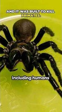 This Spider Can End You in 15 Minutes