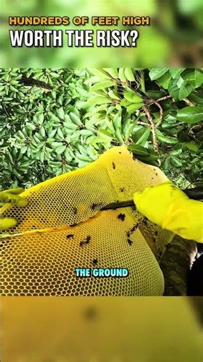 World’s Most Dangerous Honey Hunt 🍯💀