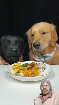 Labrador & Golden Retriever Playing Together! 😍🐕