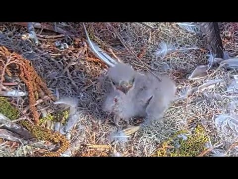 Winter Park Eagles 🥰😋 E2 Crop Is Full 😋🥰 01-24-2026