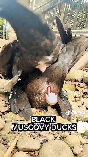 Understanding the reproDUCKtion Process in Muscovy Ducks