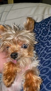 That time Pipsqueak mastered barking like a duck and giving side eye at the same time. #barkslikeaduck #pipsqueak #rainbowbridge #sideeye #yorkie #tiny | Pipsqueak