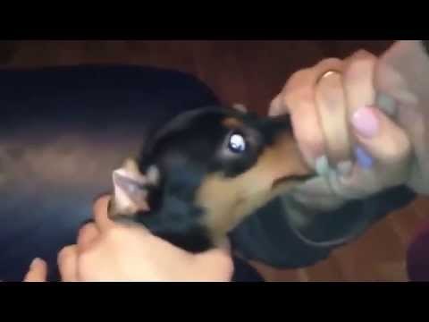 How to blow DOG...