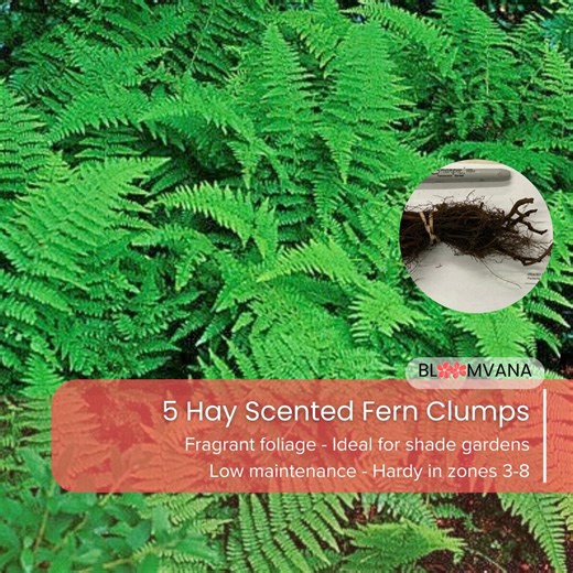 5 Hay Scented Fern Clumps, Native Woodland Plant (dennstaedtia Punctilobula) - Etsy