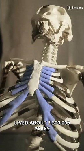 Lucy: A Key Fossil Discovery