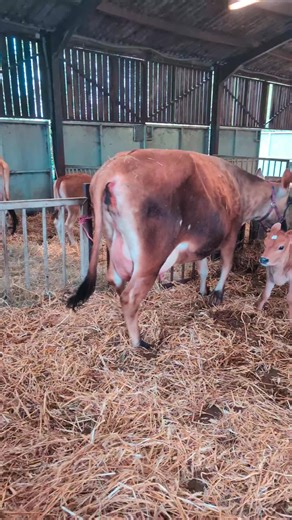 Jersey Cow Jumps Over Metal Fence To Get Outside #farming #cattle #jerseycows #jerseycalf #dairycows