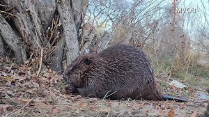 Today’s beaver video gives a rare, up-close view of a wild beaver foraging on land. You get to see (and hear) ChewBarka munching on some twigs, and then watch as he stretches up high to grab a small branch. I filmed this clip about three weeks ago. #beavers #wildlifephotography | Mike’s photos and videos of beavers
