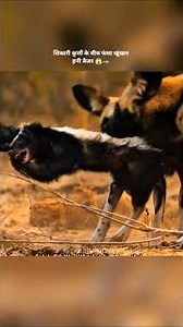 शिकारी कुत्तों के बीच फंसा खूंखार हनी बैजर 😱🦡 | Honey Badger Survival #animals