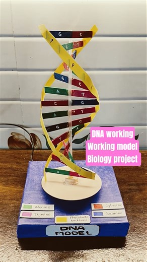DNA working model science exhibition project biology project #shorts #biologyproject #viral #science