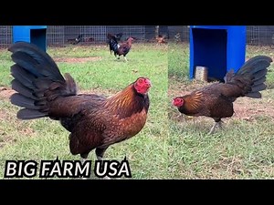 Free Range Shape Outdoor Chicken Coop - Outdoor Breeding Pens Big Farm in USA