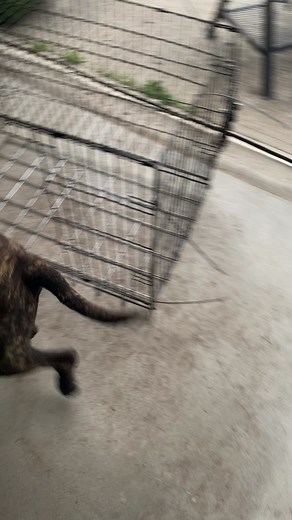 Brindle-Coated Dog Showcase: Muscular Pit Bull Actions