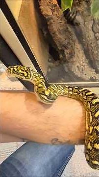 the diamond python morelia spilota spilota #serpent #reptiles