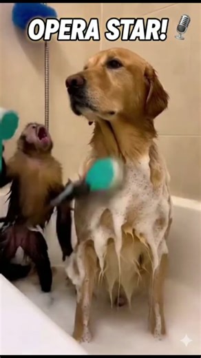 YOU WON'T BELIEVE HIS VOICE! 😱 Singing Monkey Bathing Dog!#shorts