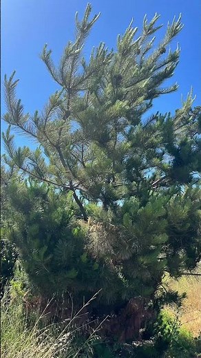Monterey pine (pinus radiata) #montereypine #pinetree #pinetrees #pines #pine