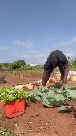 6.2K views · 137 reactions | Regular, shallow hoeing is ideal for...