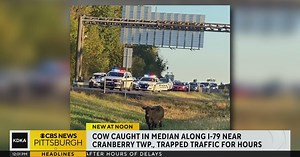 Cow trapped along I-79 median brings rush hour traffic to a standstill
