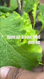 MUSTARDS Turnips and The Slow Cooked GLORY