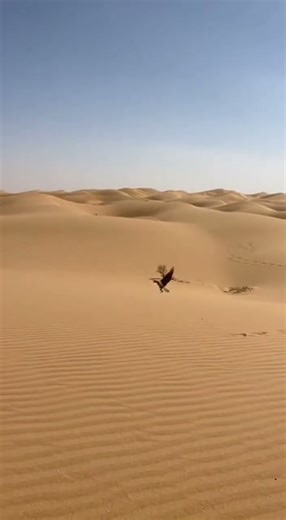 Falcon: Hunter of the Sky #shorts