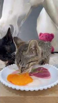 Cute videos of kittens #What mischievous thoughts can small animals have?