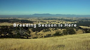 1.2K views | For mare owners, the dream of breeding Australasia's next stakes winner starts with finding the perfect stallion nomination, at optimum terms. Allowing mare owners to easily connect with the best farms, review their proposals, and negotiate a nomination, Horseco Exchange is the perfect tool to begin that stakes-winning journey. Learn more by visiting www.horsecoexchange.com today! | Horseco Inc. | Facebook