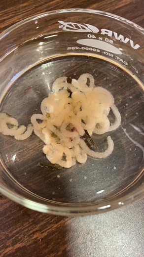 Sea slug reproduction! 🤓 #seaslug #nudibranch #nudibranchnerd #marinebiology #learnontiktok #marinebio #womeninstem #wildlife #tidepool #pnw #foryou #fyp #fypシ