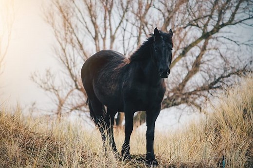 11 Black Horse Symbolisms and Spiritual Meanings