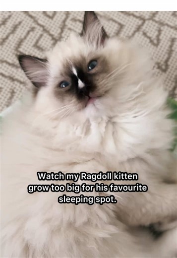 Why Cats' Social Circles Shrink Over Time