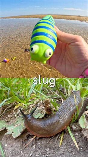 Bug Insect Names | Kids Learn at the Beach: Earthworm Rhino Beetle Centipede Leaf Insect Slug