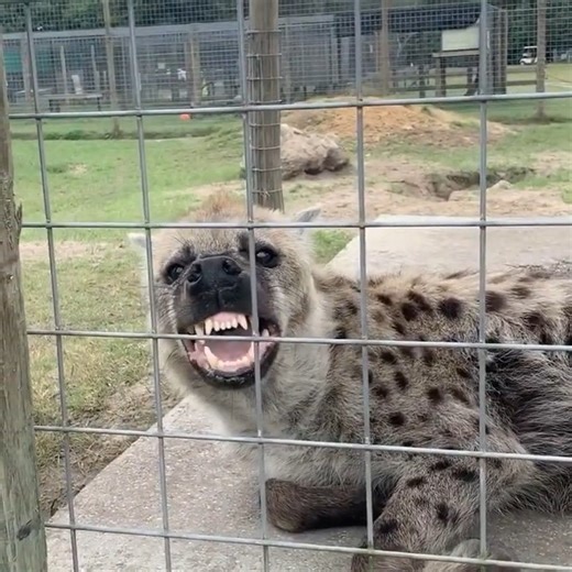 Beautiful Hyena Cries. #kenyaluxurysafaris #ajkenysafaris | Aj Kenya Safaris Ltd